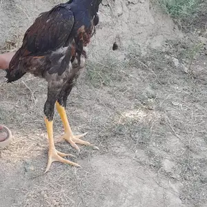 Чучаи дакан, Вахдат