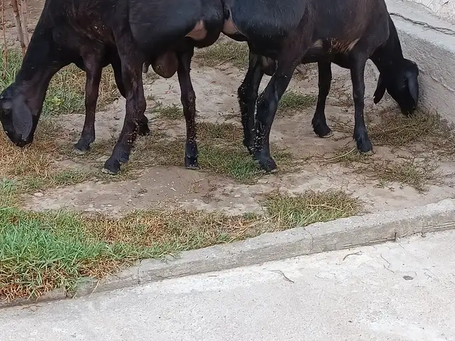 Гусфанд, Душанбе