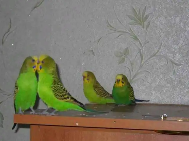 Попугай, Душанбе