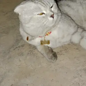 Шотландская кот на вязку, Душанбе