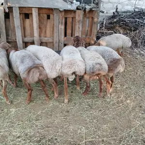 Кучкор, Худжанд
