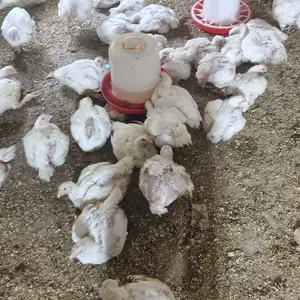 Чучаи бройлер, Душанбе