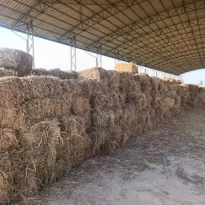 Юнучка, Душанбе