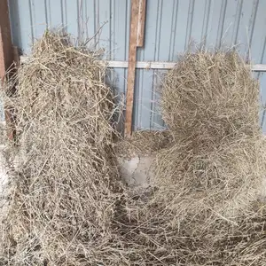 Корм для коровы, Дӯстӣ (Ҷиликул)