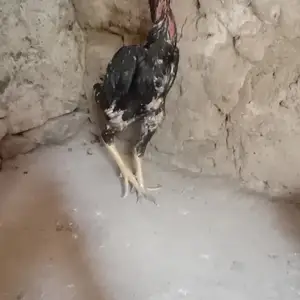 Дакан, Фархор