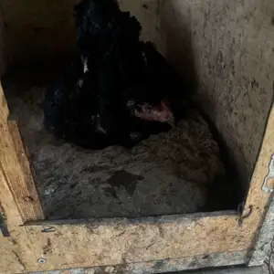 Мурги даканг Курк, Худжанд