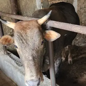 букача, Худжанд