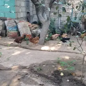 Мурги хонаги, Душанбе