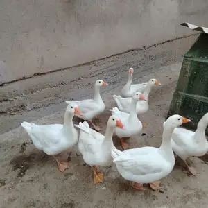 Ғоз, Шаҳринав
