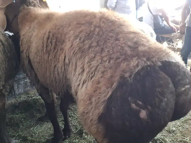 Кушкор, Хуҷанд