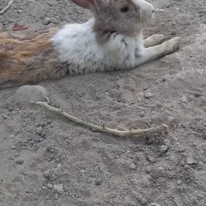 Кролик, Канибадам