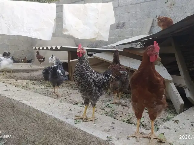 Чучаи рябушка, Душанбе