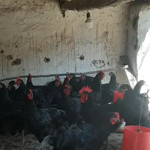 Мурги Джерси гигант, Хуҷанд