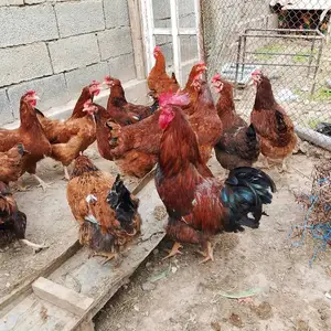 Мургхо, Турсунзаде