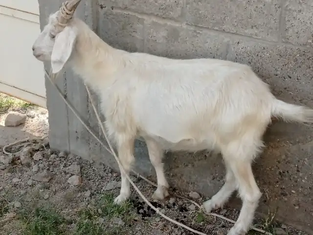 Буз, Душанбе