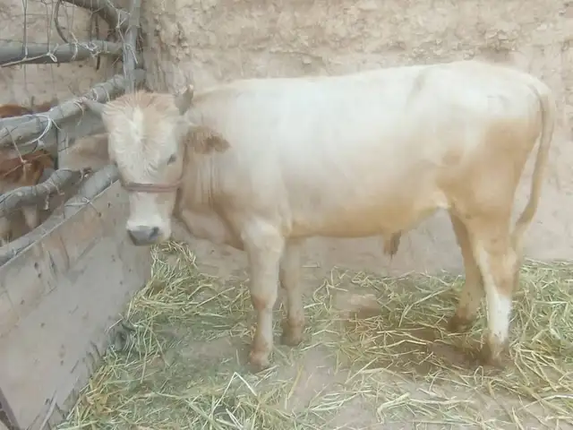 Чор дона бука, Душанбе