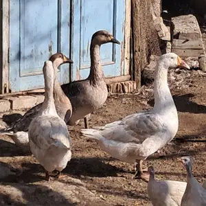 Гоз, Хуҷанд