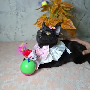 Британская кошечка, Худжанд