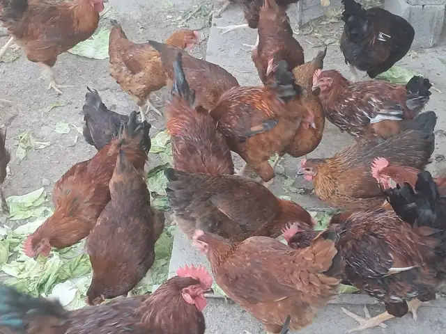 Чучаи ломан браун, Худжанд
