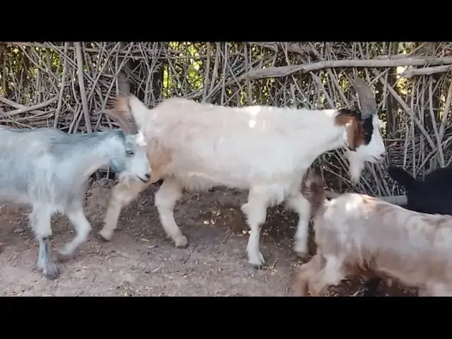 Бузхо, Восеъ