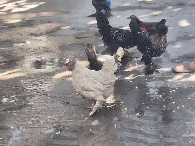 Японча, Душанбе