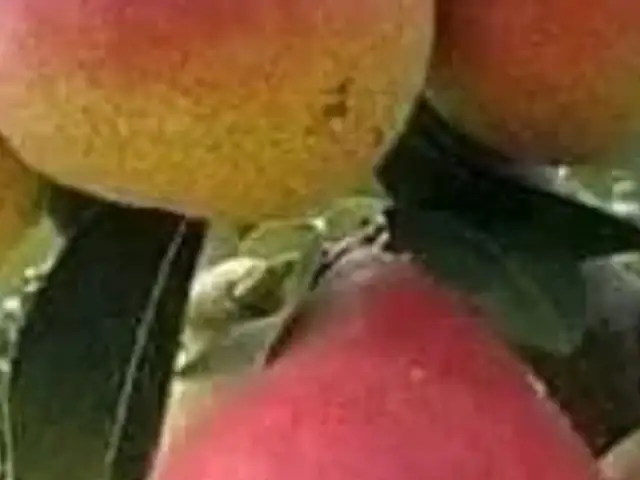Ноки дилафруз, Хуҷанд