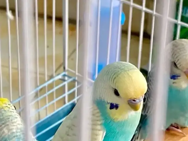 Попугай, Душанбе