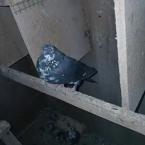 Кафтар, Рӯдакӣ