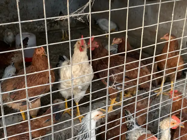 Курицы, Турсунзаде