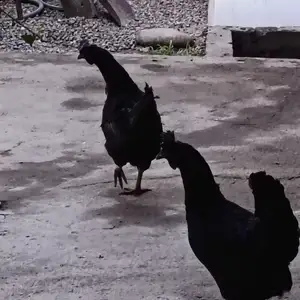 Мурги сиех, Варзоб