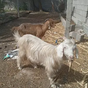 Бузхо, Бохтар (Курган-Тюбе)