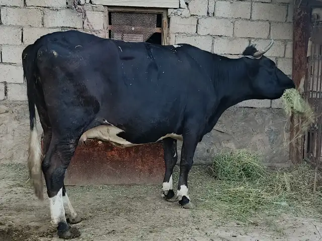 Гови чёрный пёстрый, Хуҷанд
