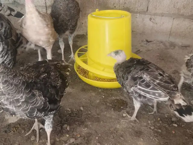 Чучаи индюки махали, Бохтар (Курган-Тюбе)