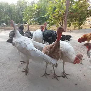Индюк, Вахдат