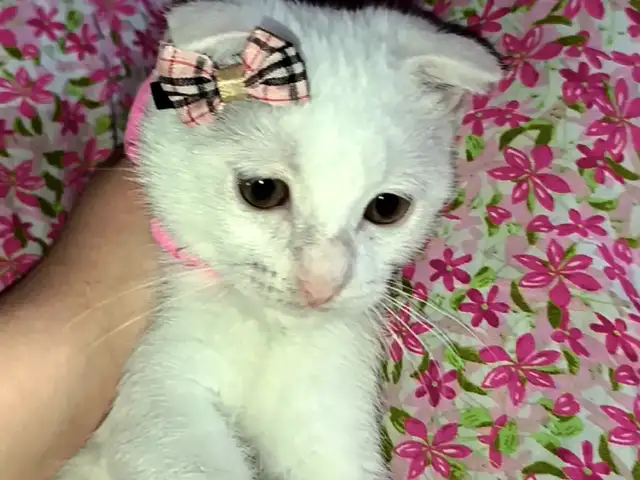 Шотландский вислоухий котёнок, Душанбе
