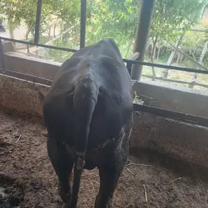 Бык, Худжанд