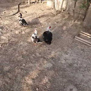 Индовушка нар, Душанбе