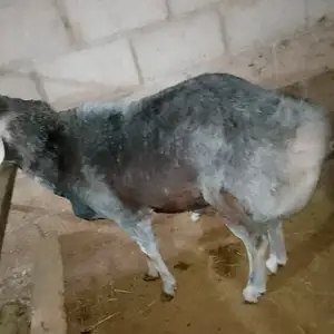 Кушкор, Левакант (Сарбанд)
