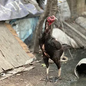 Дакан, Душанбе