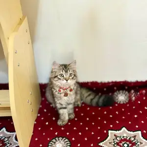 Шотландская вислоухая кошка, Бохтар (Курган-Тюбе)