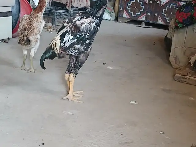 Дакан, Фархор