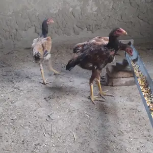 Дакан, Худжанд