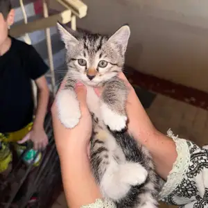 Даром котятки, Хуҷанд