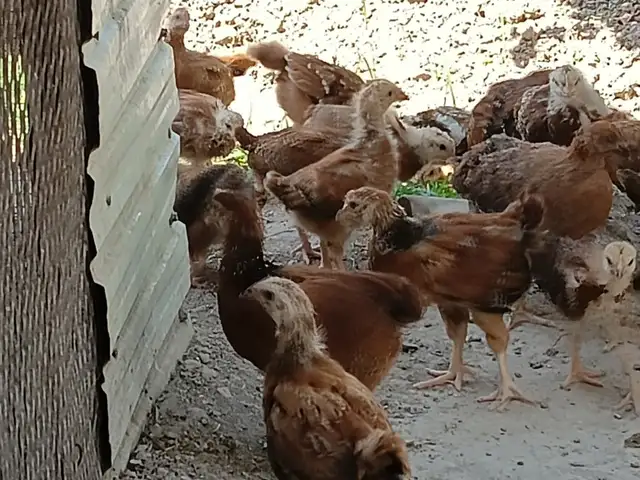 Мург Фаврӣ, Худжанд