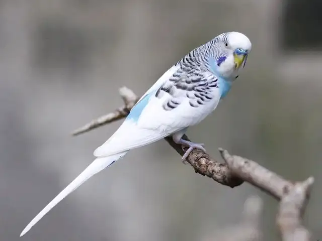 Попугай, Душанбе