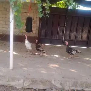 Индюк, Турсунзаде