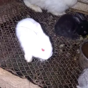 Харгуш, Душанбе