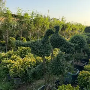 Дарахт Мурти Парандаи, Душанбе