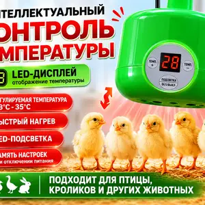 Лампаи гармӣ брудер чуҷа, Душанбе