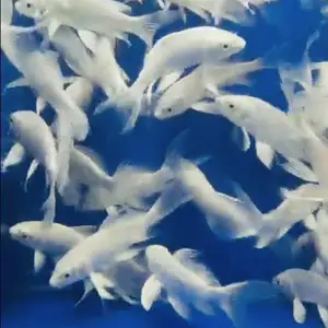 Платиновые карпы кои, Душанбе